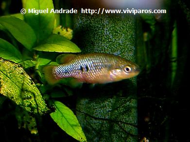 characodon lateralis