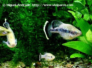 Ameca%20splendens%201.jpg